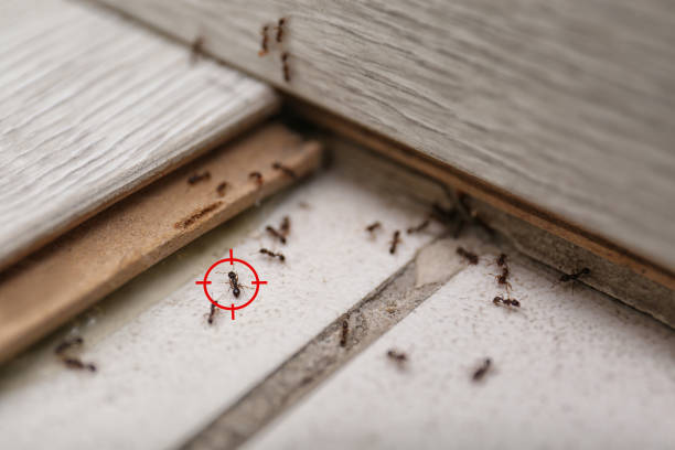 Best Affordable Pest Control Services  in Vernon Center, NJ