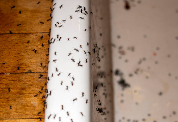 Best Pest Control for Homes  in Vernon Center, NJ